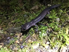 Plethodon montanus