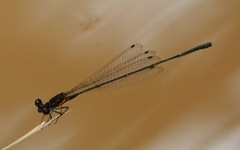 Prodasineura verticalis