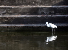Egretta garzetta garzetta