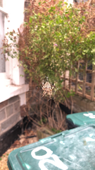 Araneus diadematus