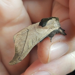 Hylesia scortina