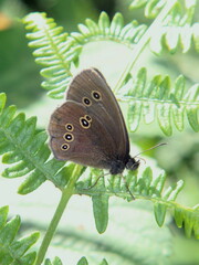Aphantopus hyperantus