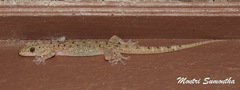 Gekko monarchus