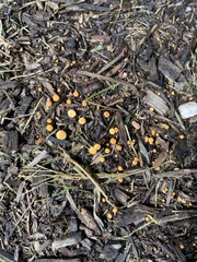 Nidulariaceae
