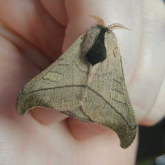 Hylesia scortina
