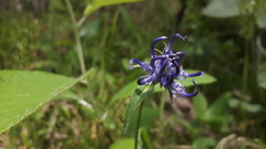 Phyteuma hemisphaericum