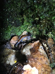 Plethodon yonahlossee