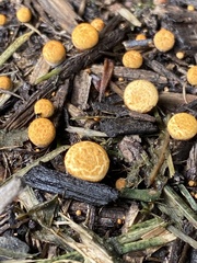 Nidulariaceae