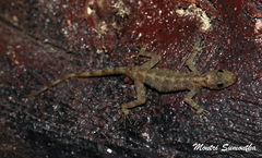 Cnemaspis phangngaensis