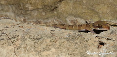 Cyrtodactylus lekaguli