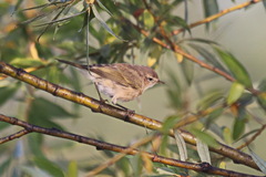 Phylloscopus collybita