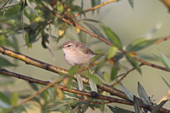 Phylloscopus collybita