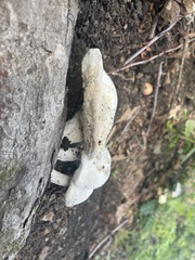 Hypomyces chrysospermus
