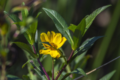 Bidens laevis