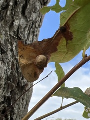 Callirhytis quercusfutilis