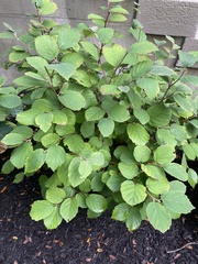 Fothergilla