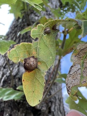 Callirhytis quercusfutilis