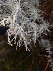 Artemisia maritima