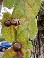 Callirhytis quercusfutilis
