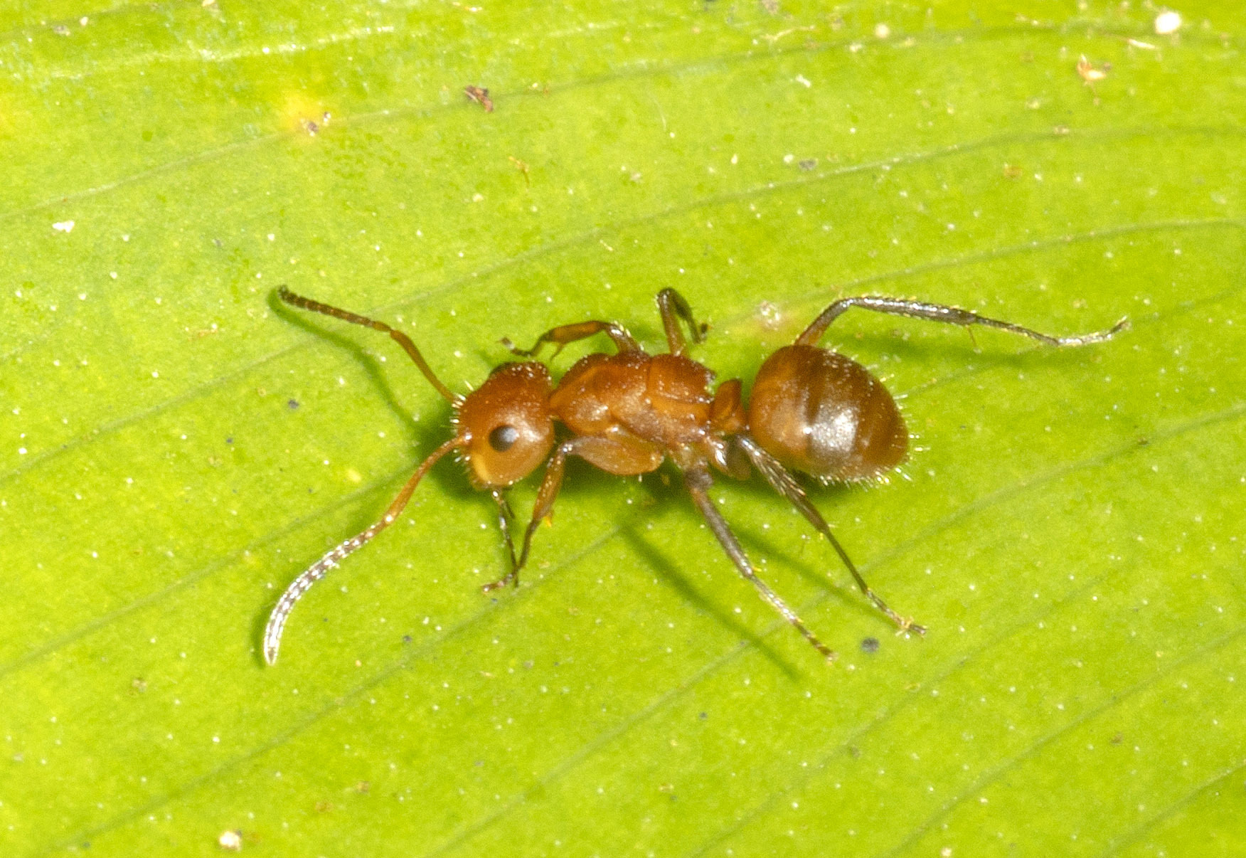 Camponotus latangulus Roger, 1863