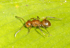 Camponotus latangulus