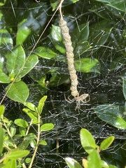 Mecynogea lemniscata