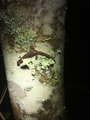 Desmognathus carolinensis