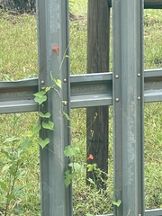 Ipomoea hederifolia