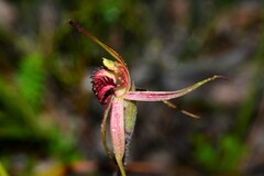 Caladenia × variabilis