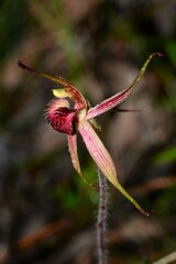 Caladenia × variabilis
