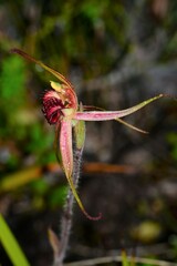 Caladenia × variabilis