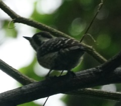 Yungipicus moluccensis