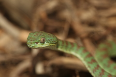 Trimeresurus kuiburi