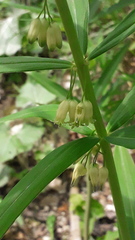 Polygonatum verticillatum