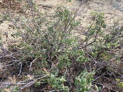 Holodiscus discolor microphyllus