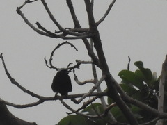 Nigrita canicapillus