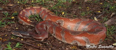 Python brongersmai