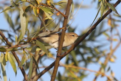 Phylloscopus collybita