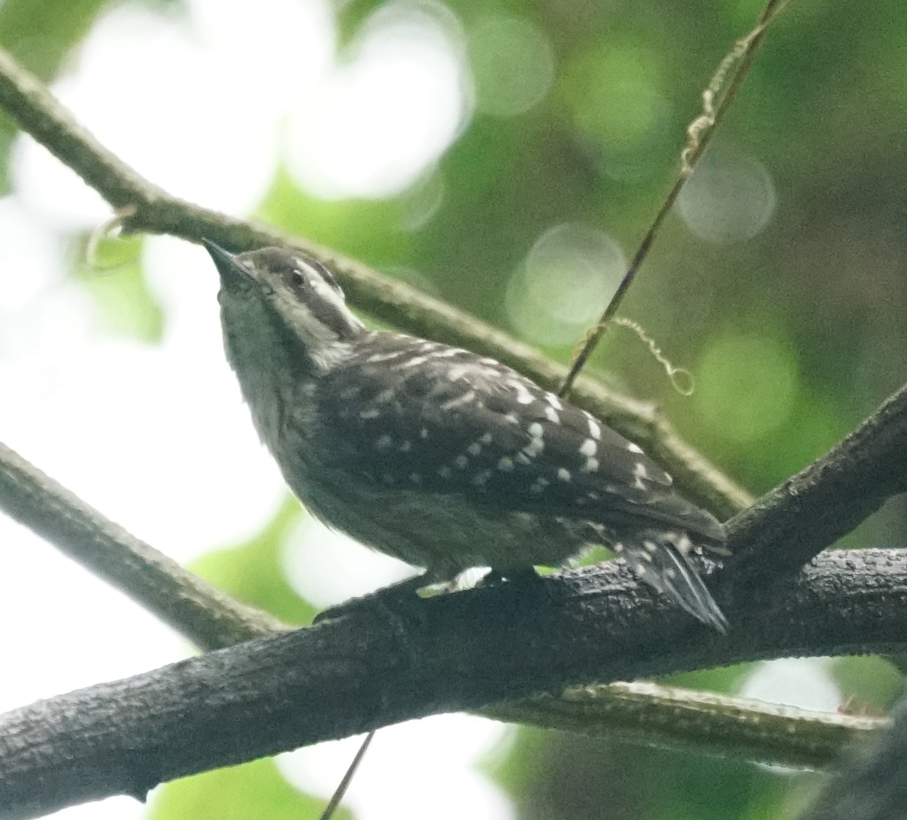 Sunda Pygmy Woodpecker illustration