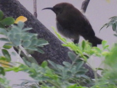 Nectariniidae
