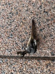 Rallus limicola