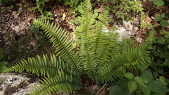 Polystichum aculeatum