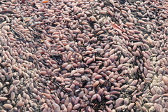 Acaudina molpadioides