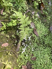 Marasmius capillaris