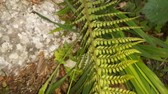 Polystichum aculeatum