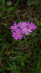 Primula farinosa