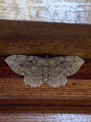 Rheumaptera meadii