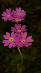 Primula farinosa