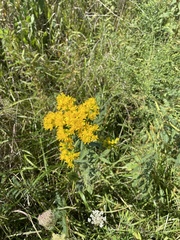 Solidago riddellii