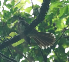 Rhipidura javanica